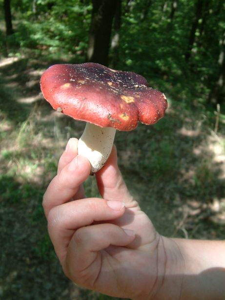 DSCF0076a.jpg