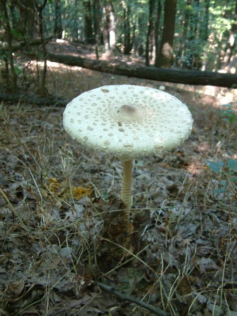 DSCF0083a.jpg