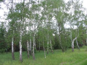 IMG_9440h.jpg