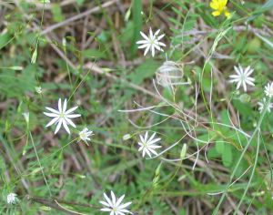 IMG_9490h.jpg