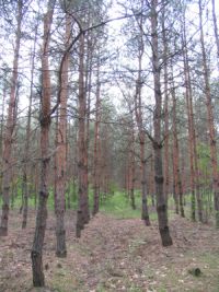 IMG_9519h.jpg