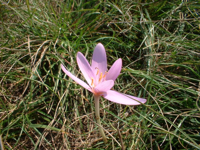 dscf0006.jpg
