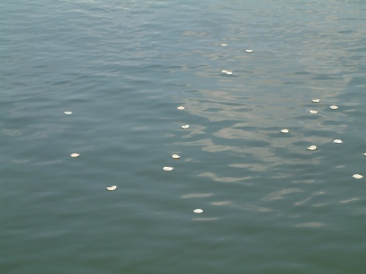 DSCF0092a.jpg