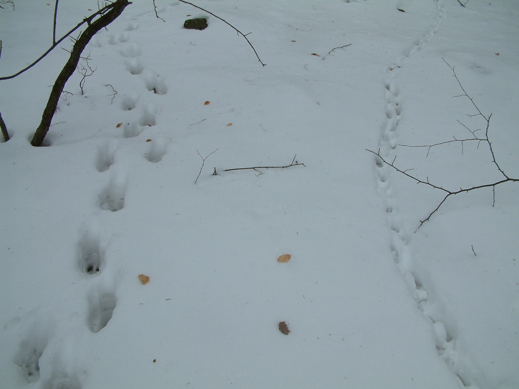 DSCF0056a.jpg