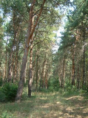 19cDSCF0045.jpg