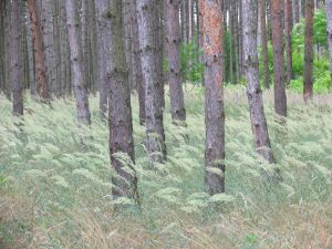IMG_2479a.jpg