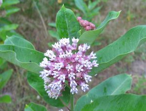 IMG_2481a.jpg