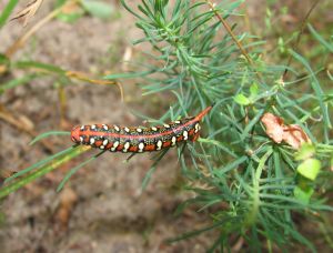 IMG_2509a.jpg
