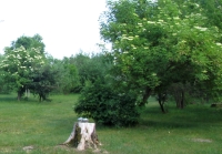 IMG_1979h.jpg