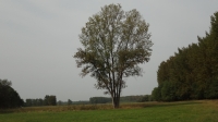 DSC01475h.jpg