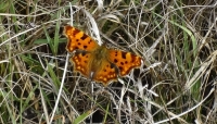 DSC01476h.jpg