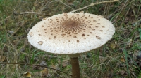 DSC01565h.jpg