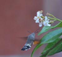DSC_4644h.jpg