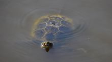 dsc_0009q.jpg