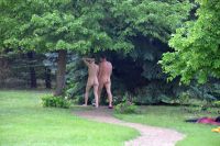 dsc_0241a.jpg