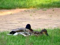 dsc_0246a.jpg