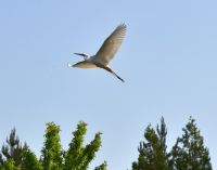 zdsc_0193a.jpg